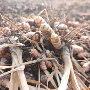 Boiled & Dried Turmeric