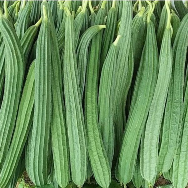 Fresh Ridge Gourd (Beerakaya) – Farm Fresh Vegetables Online